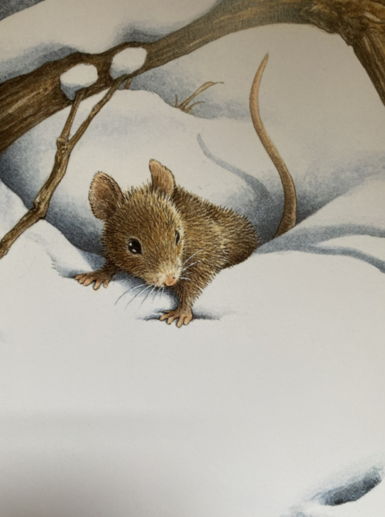 Eine Sternschnuppe im Schnee